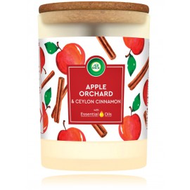Air Wick Essential Oils Apple Orchard & Ceylon Cinnamon lõhnaküünal